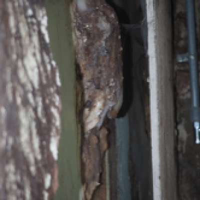 Solaio di un hotel in stile Art Nouveau disabitato crollato a causa di marcescenza e di attacco da funghi. Il crollo ha danneggiato anche i rivestimenti ceramici delle pareti. Markus Durrer, IBH Expertenstelle Chur